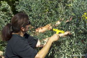 olive harvest