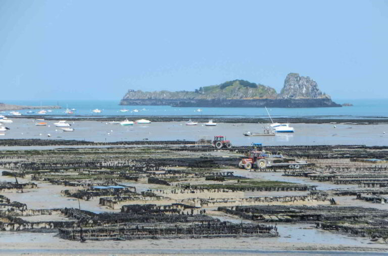 Oyster Tasting in France: Where to Find the Very Best?