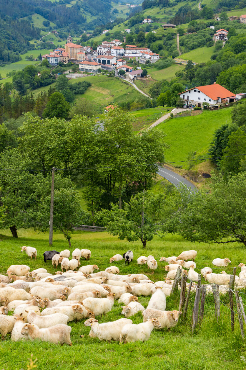 countryside basque country sheep panorama
