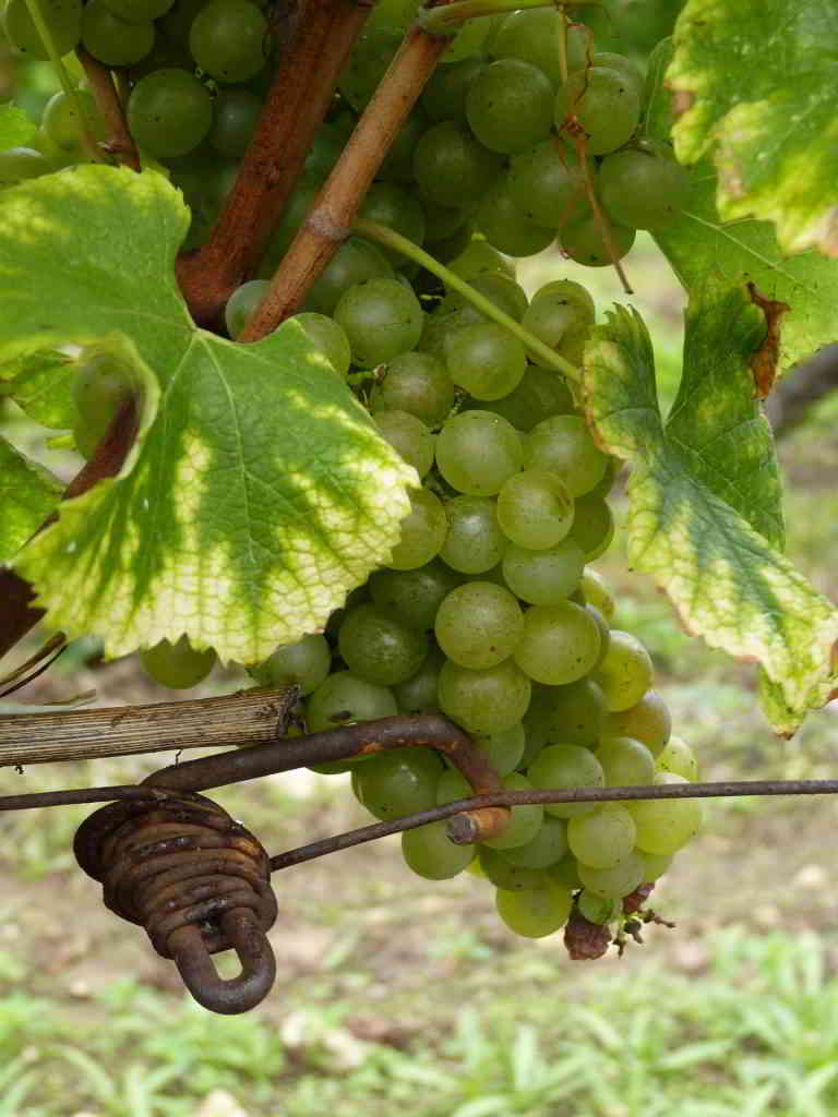 dordogne grapes wine