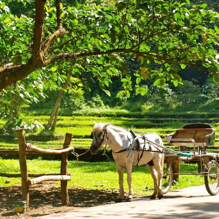 Romantic horse riding in Provence