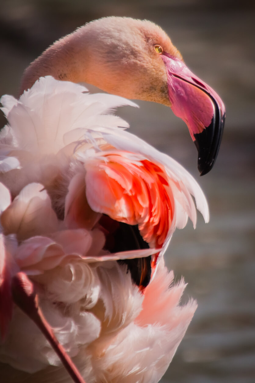 flamingo camargue ornithologie