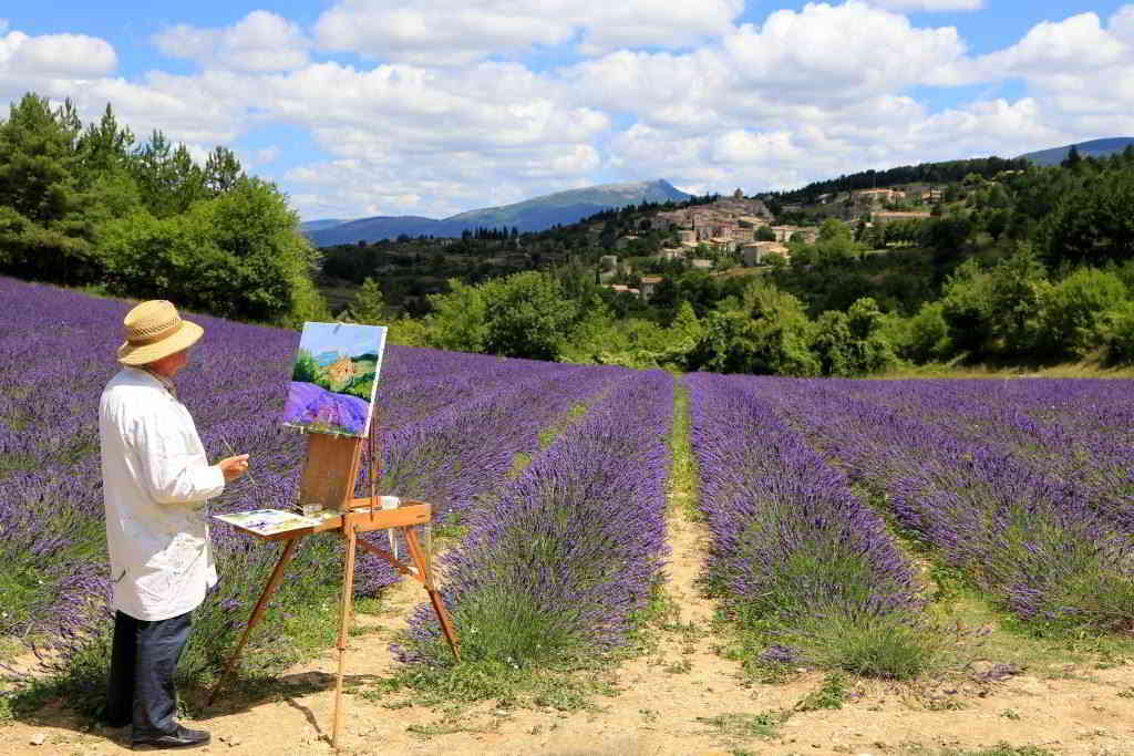 Artist on a Lavender fields © hocquel alain vaucluse provence