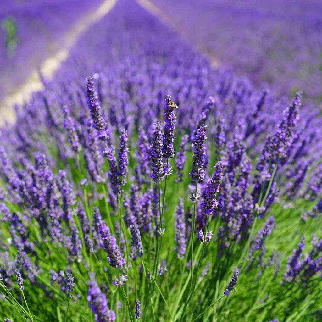 lavender in provence