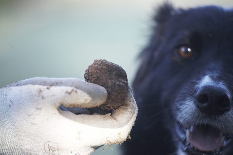 Seeking Truffles in Burgundy