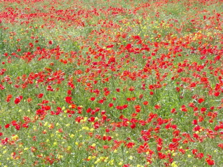 poppy field