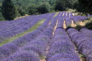 Provence field lavender