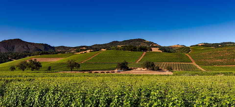 California Wines Vs French Wines: 4 Key Things to Know